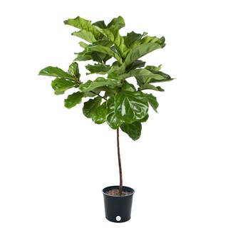 Costa Farms 14 in. Ficus Lyrata Std Plant FLC14 - The Home Depot | The Home Depot