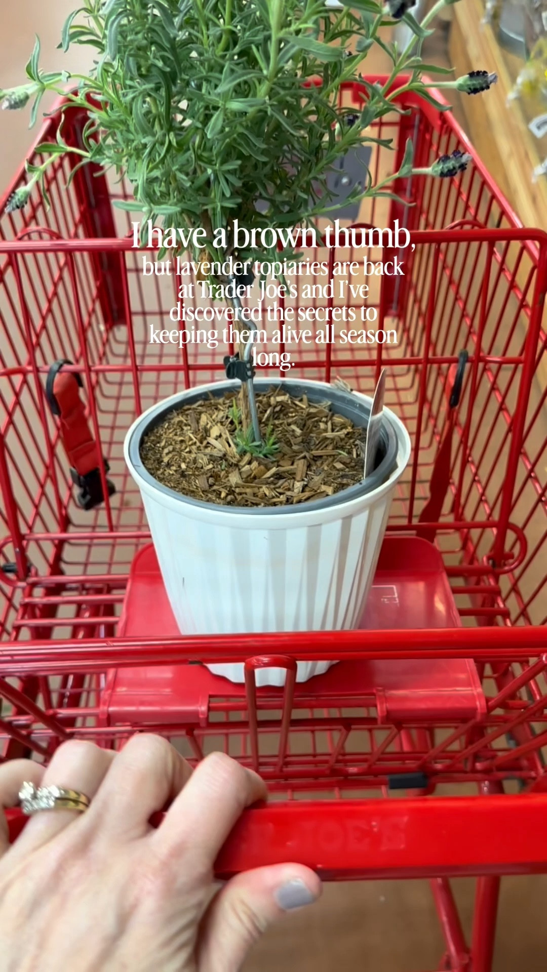 Lavender topiaries are back at Trader Joe’s! I just love this time of year.💜

#LTKHome #LTKSeasonal