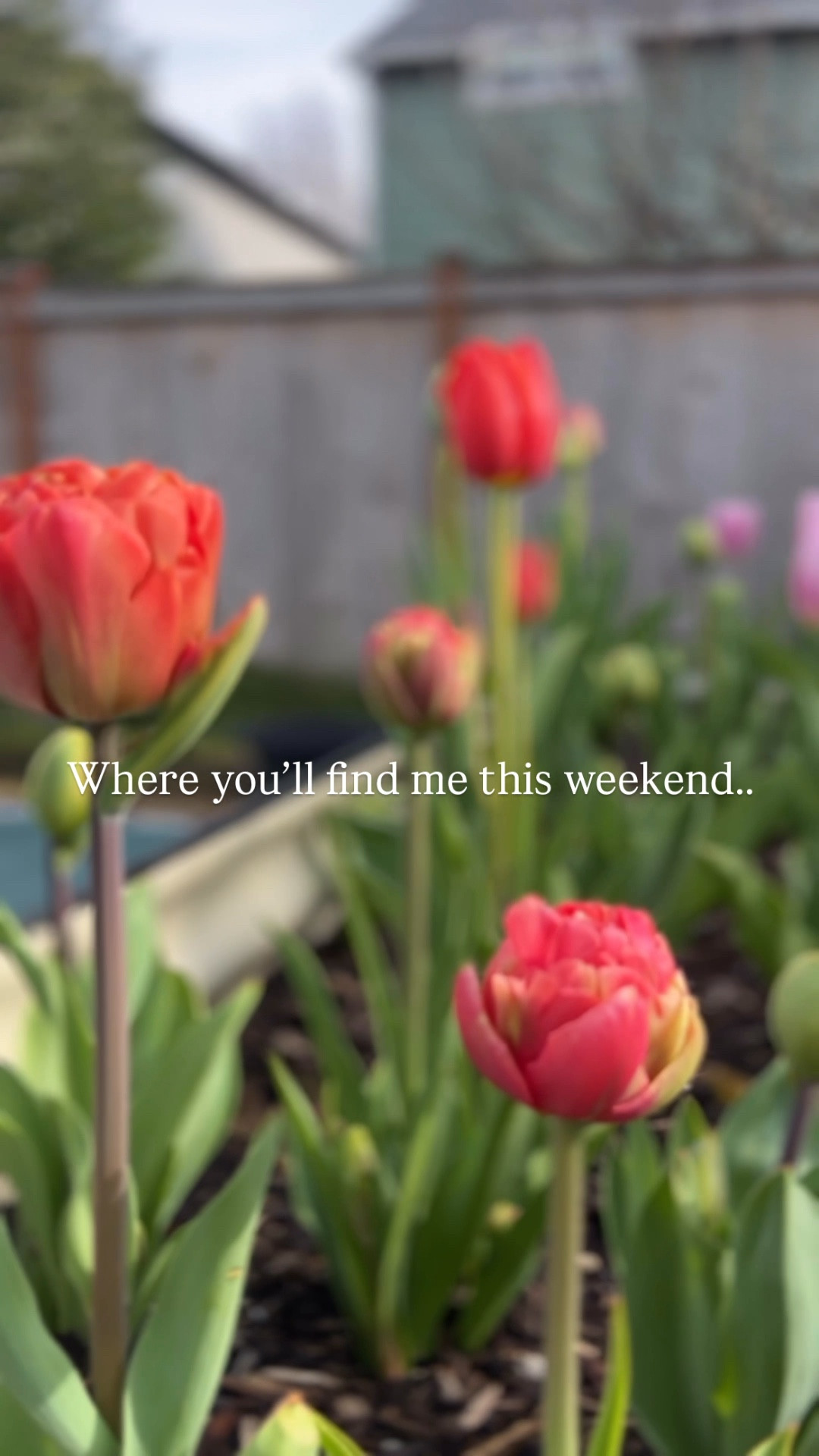 Weekends in the garden 👩🏼‍🌾
Overalls size mediumm

#LTKdayinmylife #LTKHome #LTKOver40