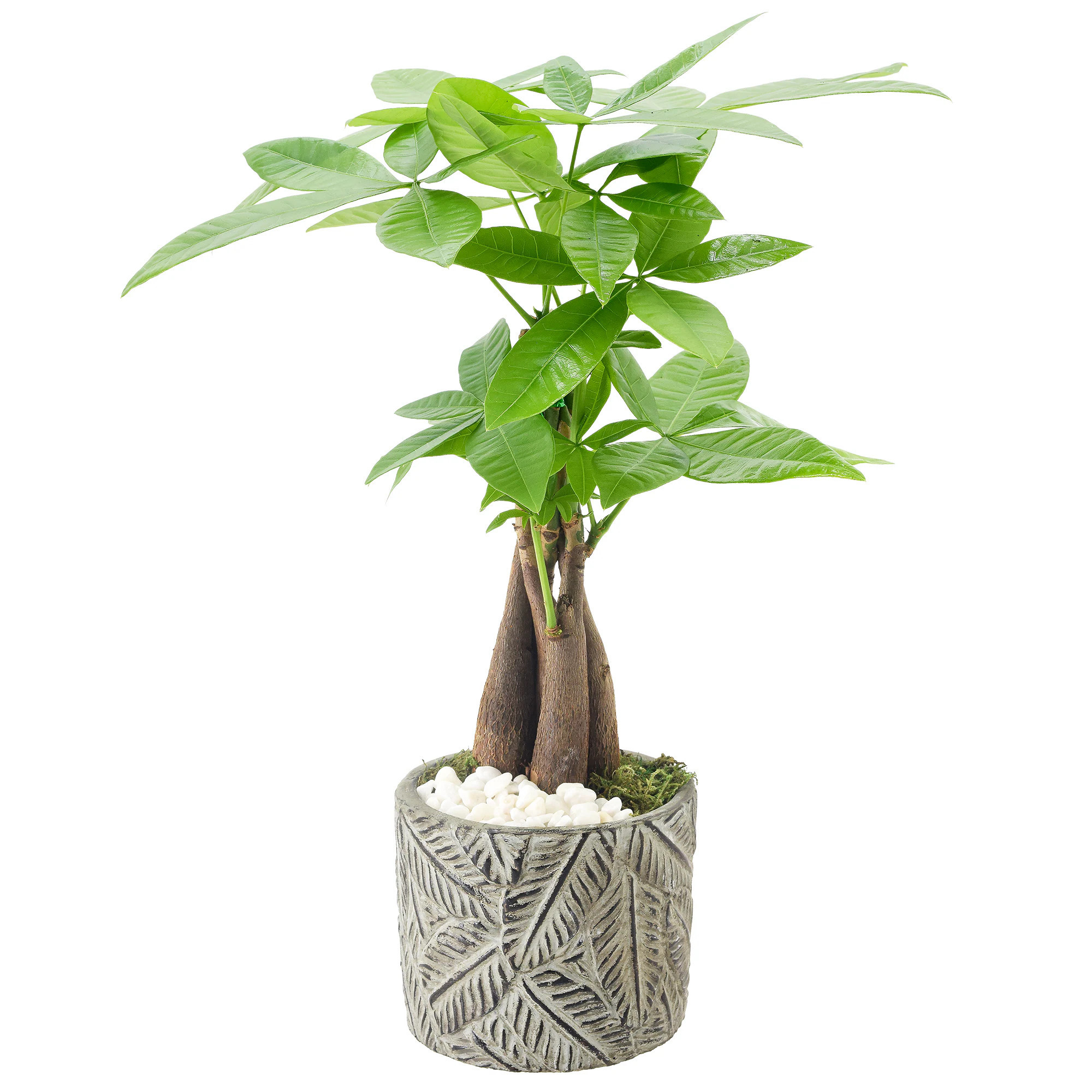 Arcadia Garden Products Green Money Tree House plant in 4.5 Inch(es) Pot 1.0 -Pack one_size | LV51 | Lowe's