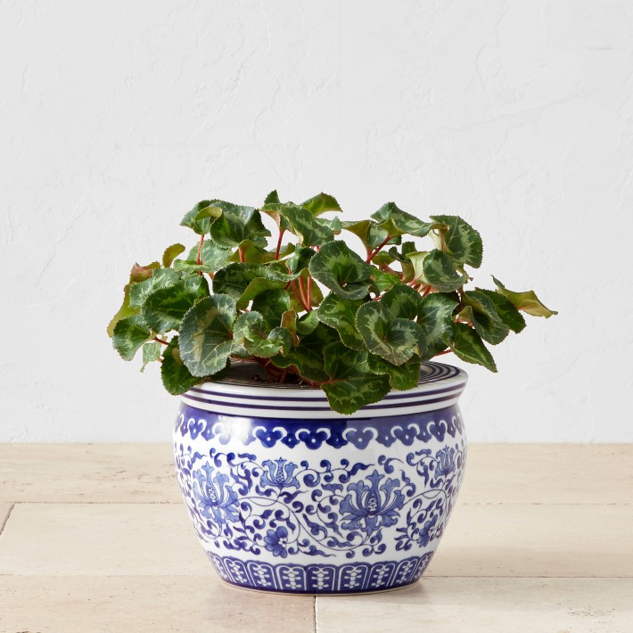 Blue & White Ceramic Planter, Small | Williams-Sonoma