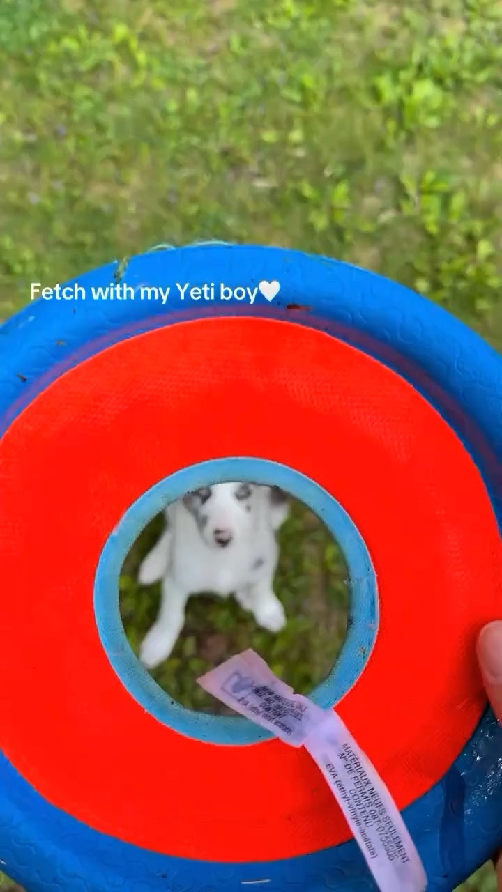 Still working on returning the frisbee to me but he lovesss playing fetch! 
#puppy #aussiepuppy #aussiemix #australianshepherdmix