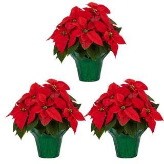 METROLINA GREENHOUSES 1.5 Qt. Live Poinsettia Red with Green Foil Holiday Plant (3-Pack) 5231 - T... | The Home Depot