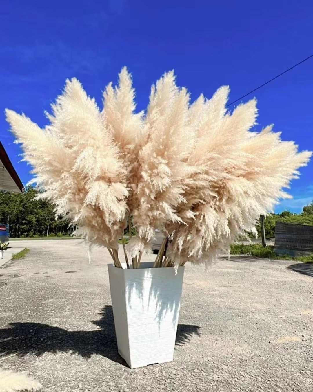 Add soft texture and natural elegance to your space with this organic wild-grown pampas grass. Sustainably sourced and chemical-free, these airy stems create a beautiful statement for home décor, weddings, and DIY floral projects. Strong yet flexible, they’re perfect for wreaths, centerpieces, arches, or styling shelves with a timeless, neutral look.

#LTKHome #PampasGrass #NeutralDecor #BohoDecor #SustainableDecor #WeddingDecor #HomeDecorFinds #DIYDecor #FloralDecor #FarmhouseStyle #EventDecor #LTKFinds #HomeStyling #BohoHome #NaturalDecor

#LTKSeasonal #LTKHome #LTKWedding