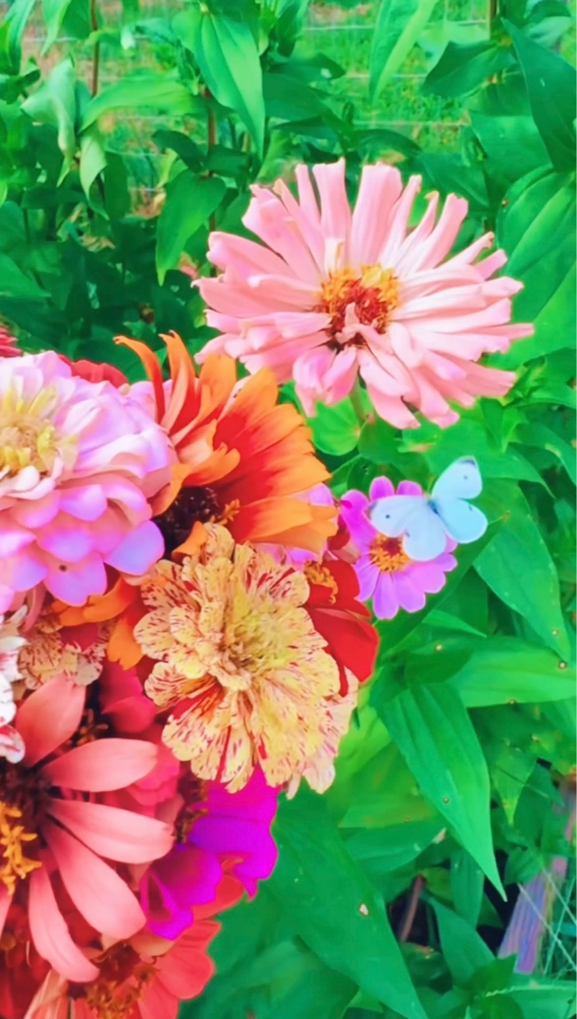 Happy Labor Day Weekend, y’all!! 🤠🇺🇸🌾 Always happiest when picking homegrown flowers out on our farm sweet farm 🦋💐🌸🫙👩‍🌾🌾🤠 #flowerchild #wildflowergirl #homegrownflowers #zinniaseason #septemberzinnias