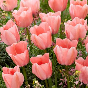Shop Bella Blush Tulip Online | Spring Bulbs Sale | Breck's | Brecks