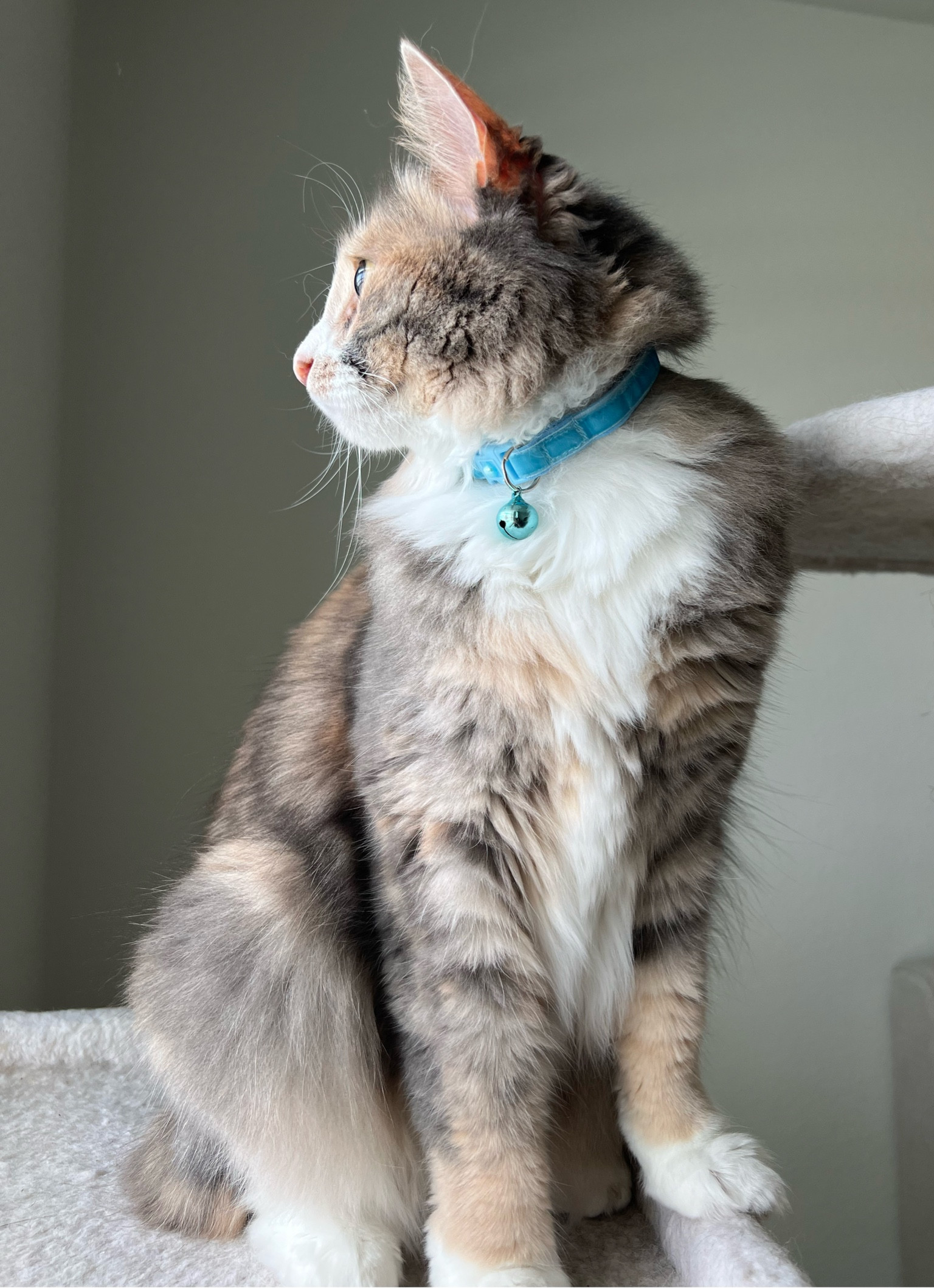 new cat collar 🦋

#LTKSeasonal #LTKfit #LTKstyletip