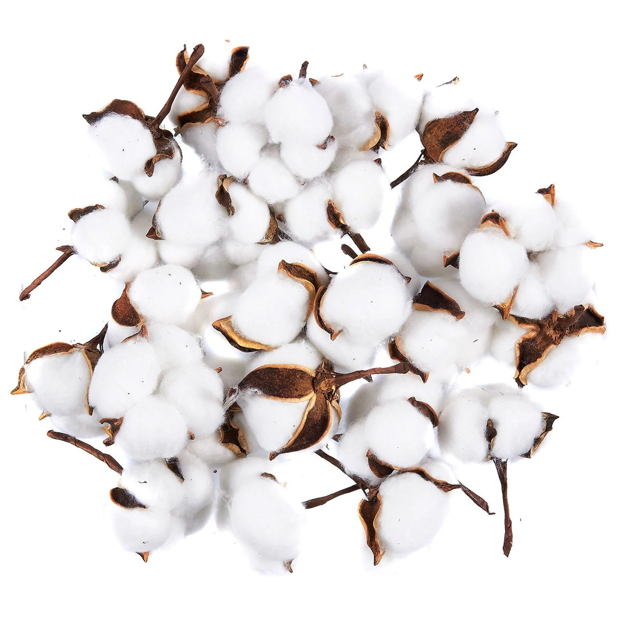 Cotton Bolls - 24-Pack Natural Color Dried Cotton Balls, Perfect for Wreaths and Decorations, 2.7... | Walmart (US)