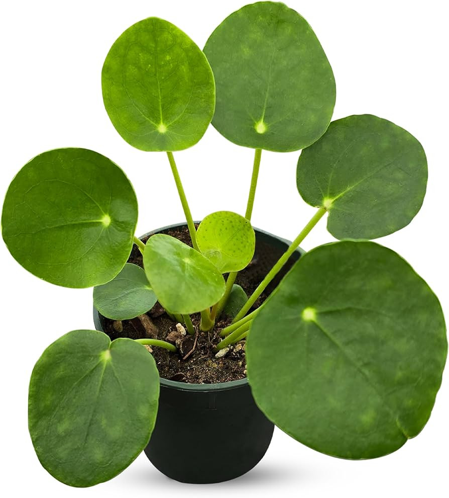 Pilea Peperomioides (Friendship Chinese Money Plant) | Easy Care, Live Indoor House Plants, House... | Amazon (US)