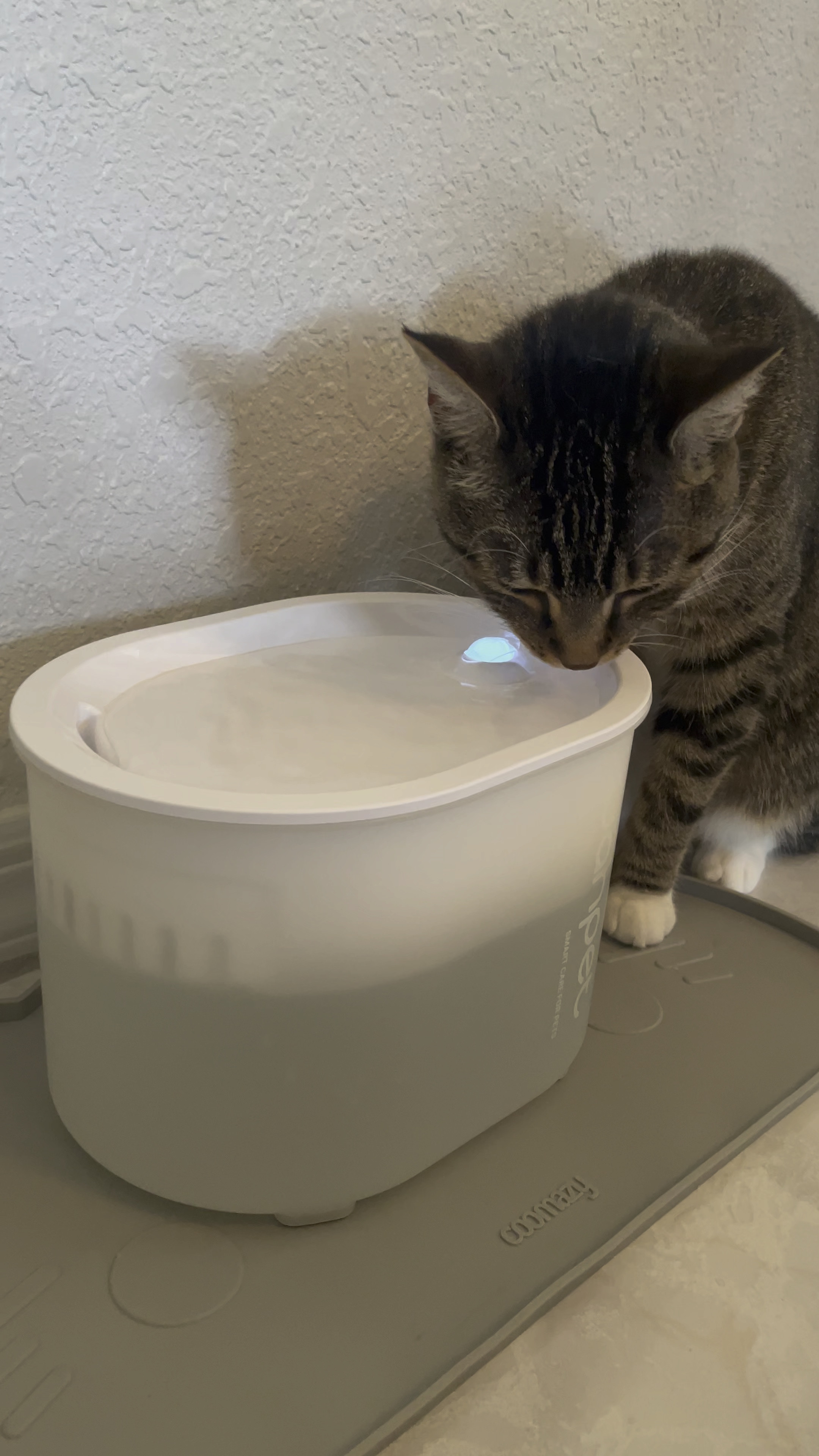 My new wireless water fountain! Helps me to keep drinking water! #amazonfinds #amazonpets #petfountain #uahpet #catfinds 

#LTKfindsunder50