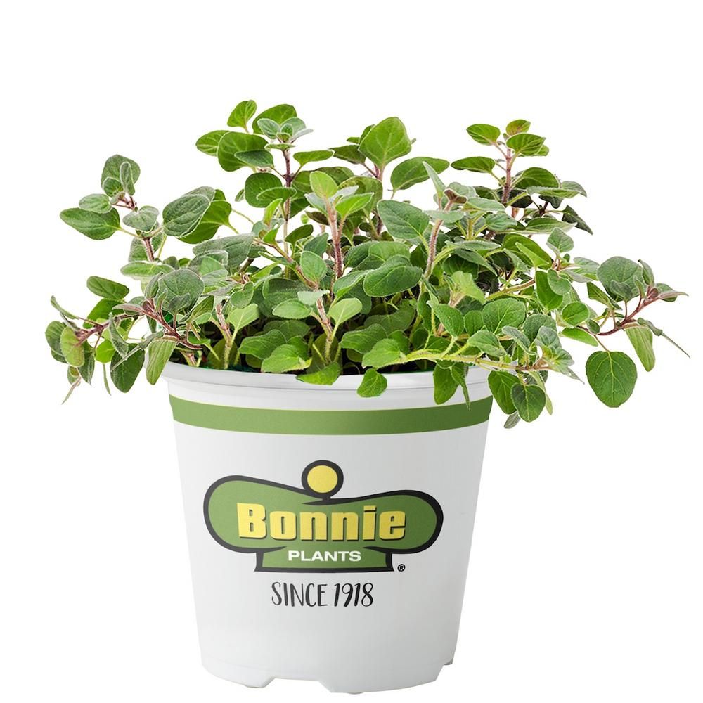 2.32 Qt. Oregano- Greek | The Home Depot