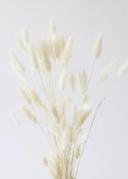 White Dried Bunny Tails - 12-24" Tall | Afloral (US)