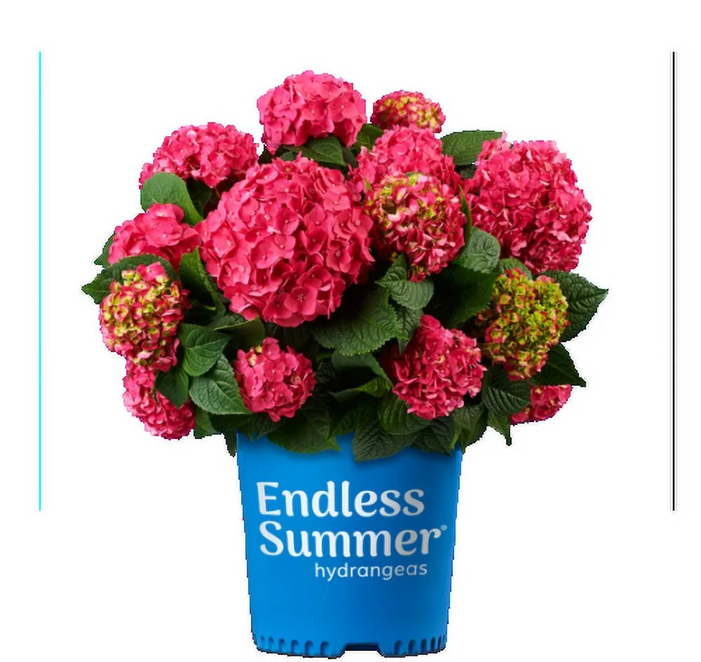 Endless Summer 1G Hydrangea Summer Crush | Walmart (US)