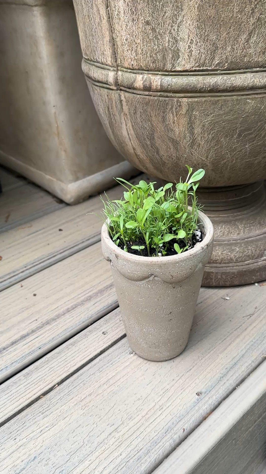 Look at my planter of wildflowers! I planted these a few weeks ago during an Amazon LIVE and they’re taking off! My dream is a space in the garden just for wildflowers…..that would be magical!

#LTKHome #LTKdayinmylife #LTKSeasonal