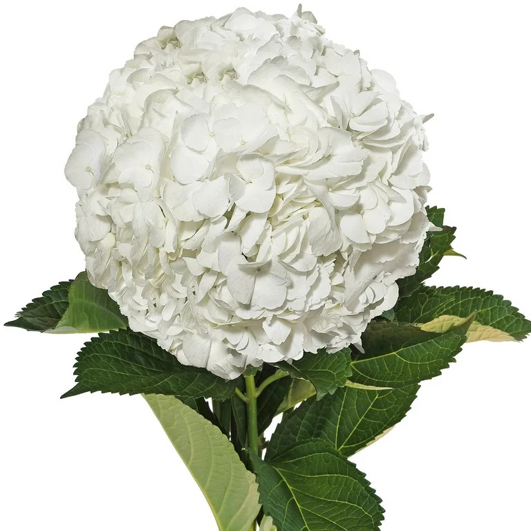 White Hydrangeas - Fresh Cut Flowers - 15 Stems - by Bloomingmore - Walmart.com | Walmart (US)