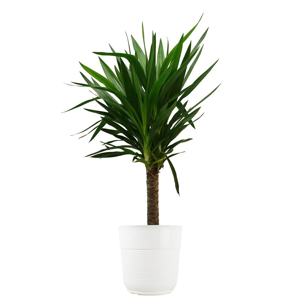 Costa Farms Yucca Cane in 8.75 in. Cream Decor Pot-10YUCREAMOD - The Home Depot | The Home Depot
