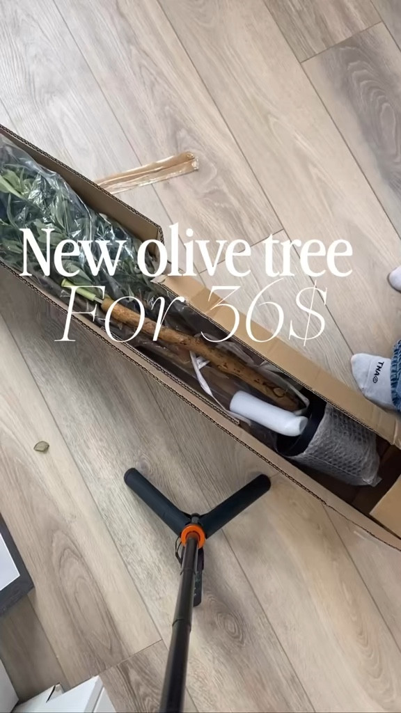 New 36$ olive tree I scored from Walmart!!!! These are so expensive here I was so excited to get it shipped and picked up!!! 

#LTKSaleAlert #LTKSpringSale #LTKHome
