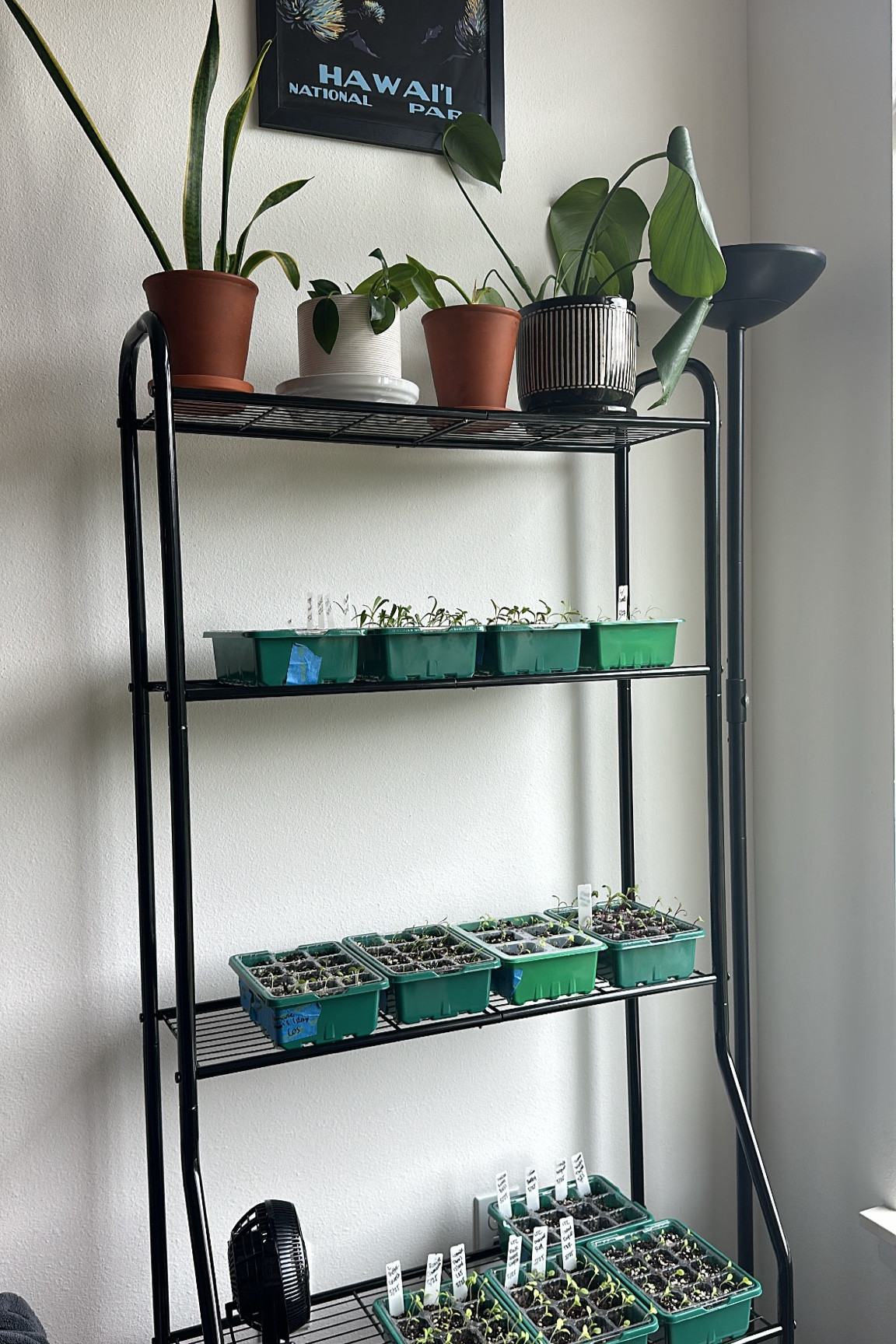 My garden corner set up🌱👩🏽‍🌾🪴🌞💚

#LTKFindsUnder100 #LTKHome