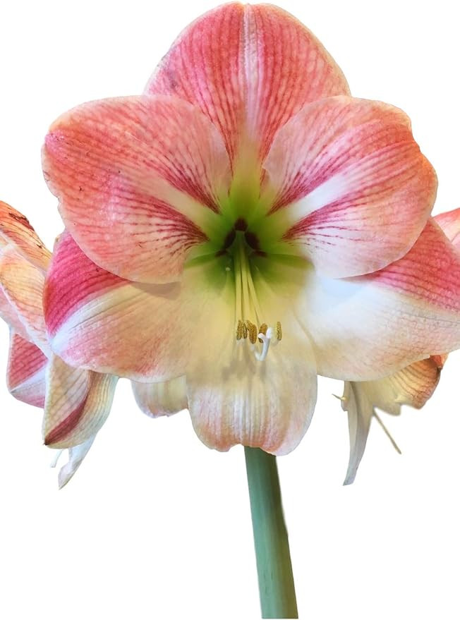 Amaryllis Apple Blossom Huge Bulb 28-36cm! Great Holiday Gift! Easy Grow Bulbs! | Amazon (US)