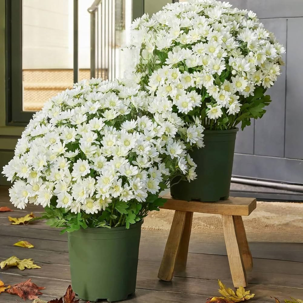 Artificial Mums for Outdoors, Faux Mums Outdoor, Fake Fall Mums, Artificial Mums Flowers Outdoor ... | Amazon (CA)