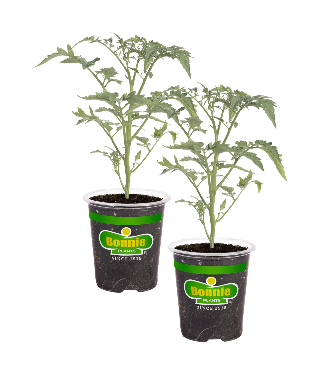 Bonnie Plants 2 -Pack Black Cherry Tomato (2PK) Plant in Pot | 205719 | Lowe's