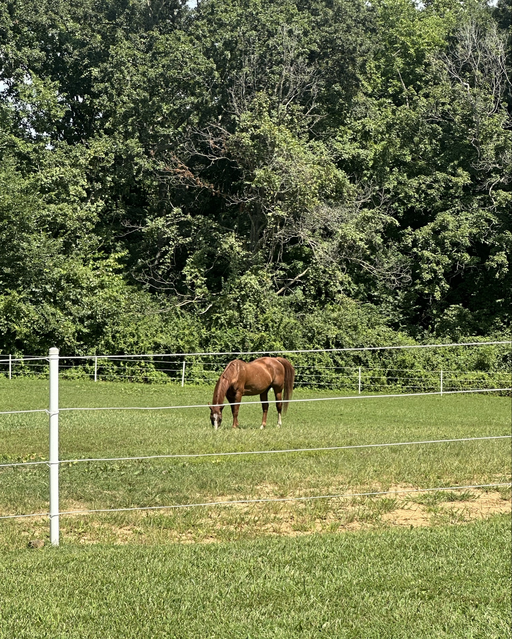 🐴🌾🤍

#LTKFamily #LTKPets