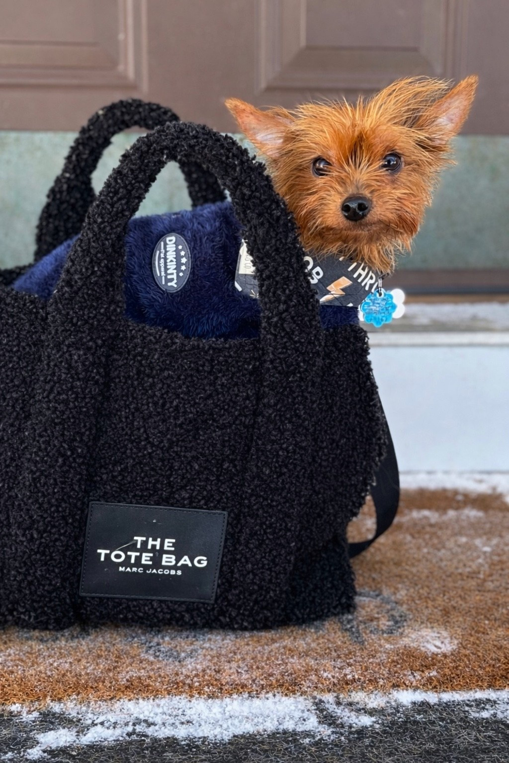 Small dog goodies.. #LTKPets