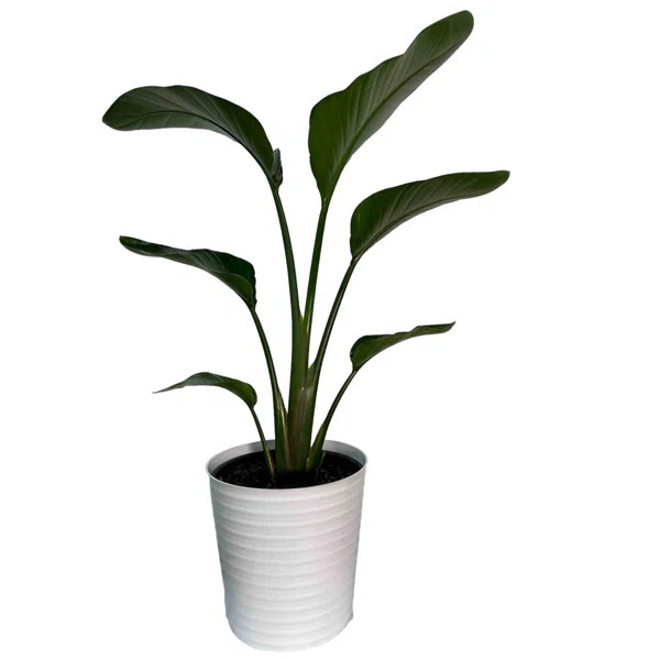 Sykes White Bird of Paradise Live Floor Plant In Pot | Wayfair North America