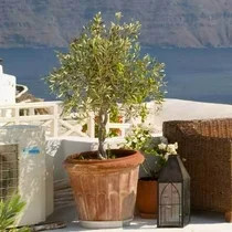 Arbequina Olive Tree - Grow Your Own Delicious Olives - Cannot Ship to AZ | Walmart (US)