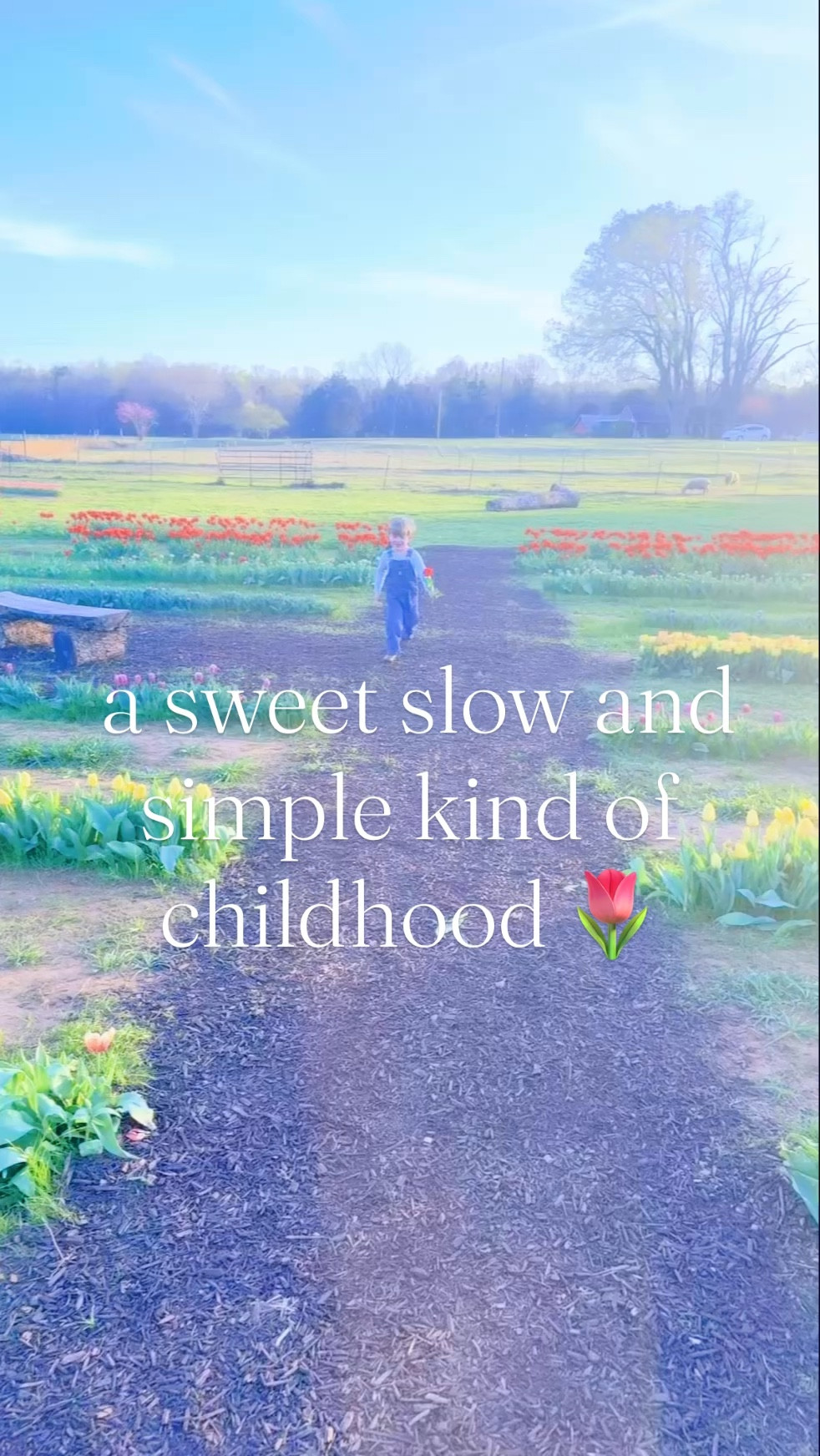 Oh how I love raising these little country boys 👶🏼🩵👶🏼 to love God’s Creation 🌷🌱🌾 that points us ever closer to Him and his goodness 🌸 - such a gift it all is this magical springtime of year!! 🌼🌳💐 #welcomespring #springmagic #slowandsimplechildhood #childhoodjoy #raisingcountrybabies 