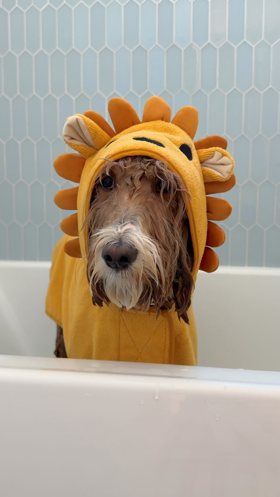 Cute dog towel, pet essentials, pet care, dog bath time 

#LTKVideo #LTKHome