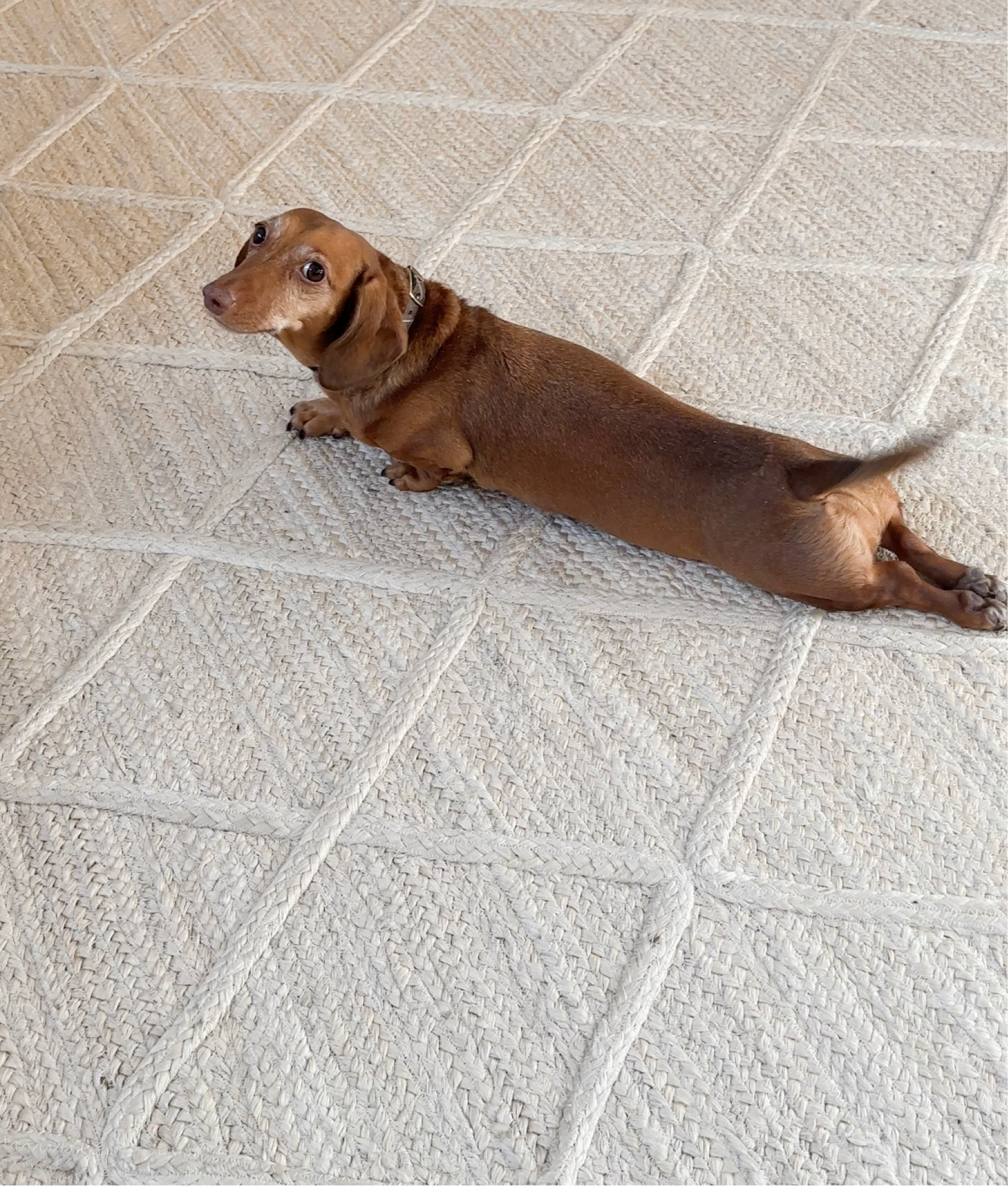 Diamond jute rug is 25 percent off today with code “GRATITUDE.” Linking all the rugs we gave in our home here, too! 

#LTKCyberweek #LTKsalealert #LTKhome