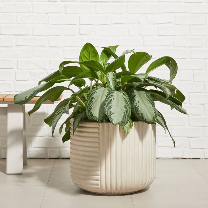 Cecilia Ficonstone Indoor/Outdoor Planters | West Elm (US)
