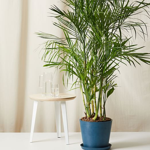 Bloomscape Live Bamboo Palm w/ Planter | West Elm (US)