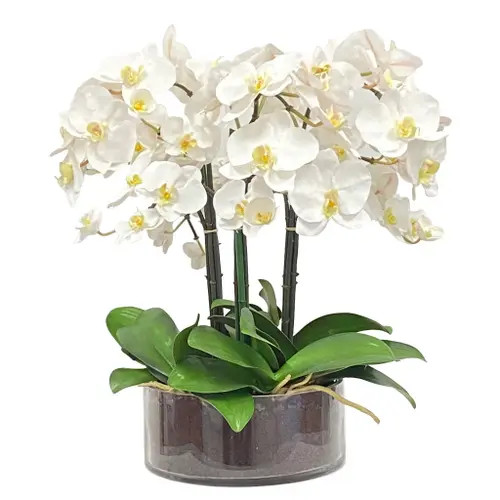Winward Home Phalaenopsis In Open Cylinder Vase in White at Nordstrom | Nordstrom