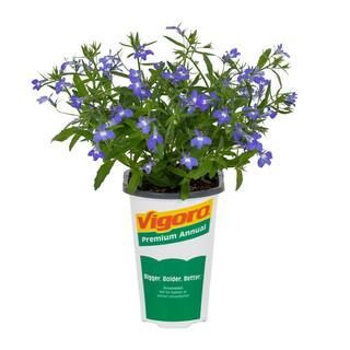 Vigoro 1.5 Pt. Lobelia Magadi Compact Dark Blue Annual Plant (5-Pack) 78882 - The Home Depot | The Home Depot