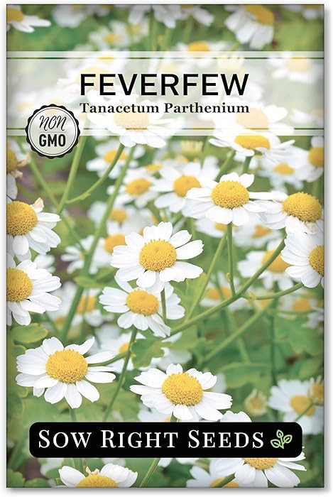 Sow Right Seeds - Feverfew Seeds for Planting - Non-GMO Heirloom Packet with Instructions to Plan... | Amazon (US)