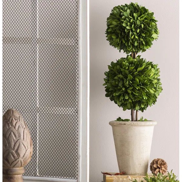 Preserved Boxwood Topiary in Pot | Wayfair North America