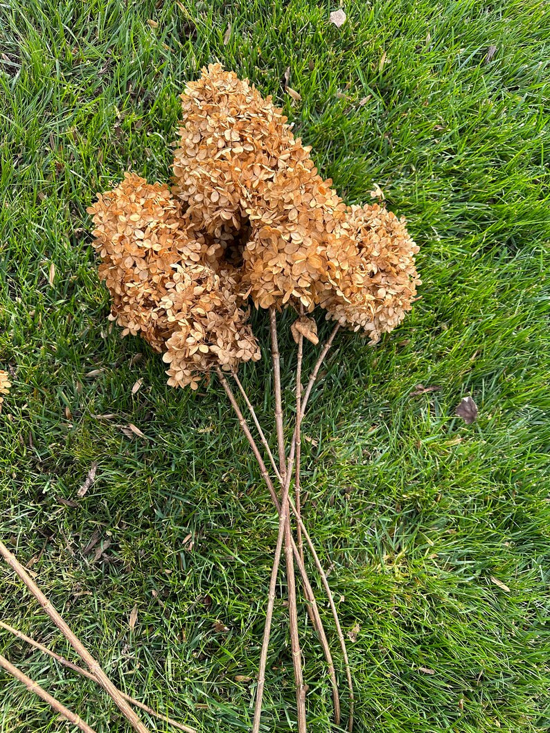 Dried Hydrangea Stems 5 Stems per Bunch - Etsy | Etsy (US)