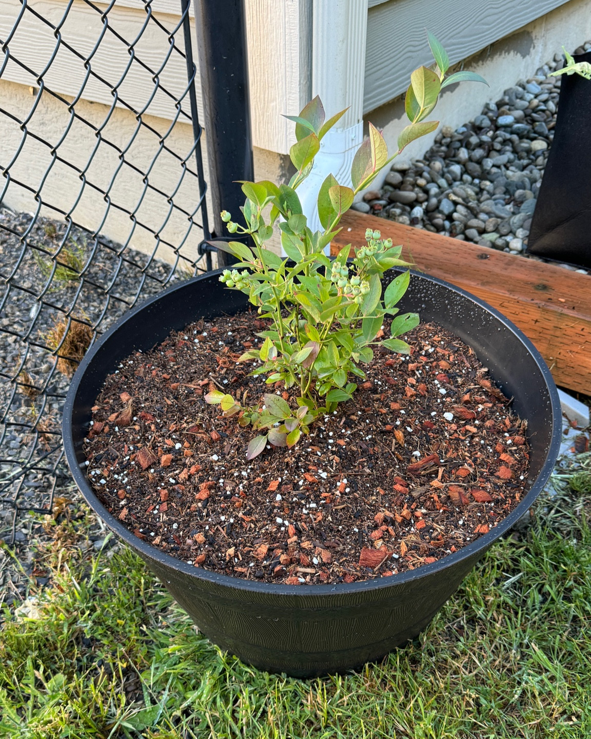 Got my blueberry bush planted in a resin whiskey barrel. Great for those who don’t have a growing space or to keep the critters away from.

#LTKxWalmart #LTKHome #LTKSeasonal
