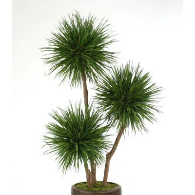 Pom Pom Tree in Planter | Wayfair North America