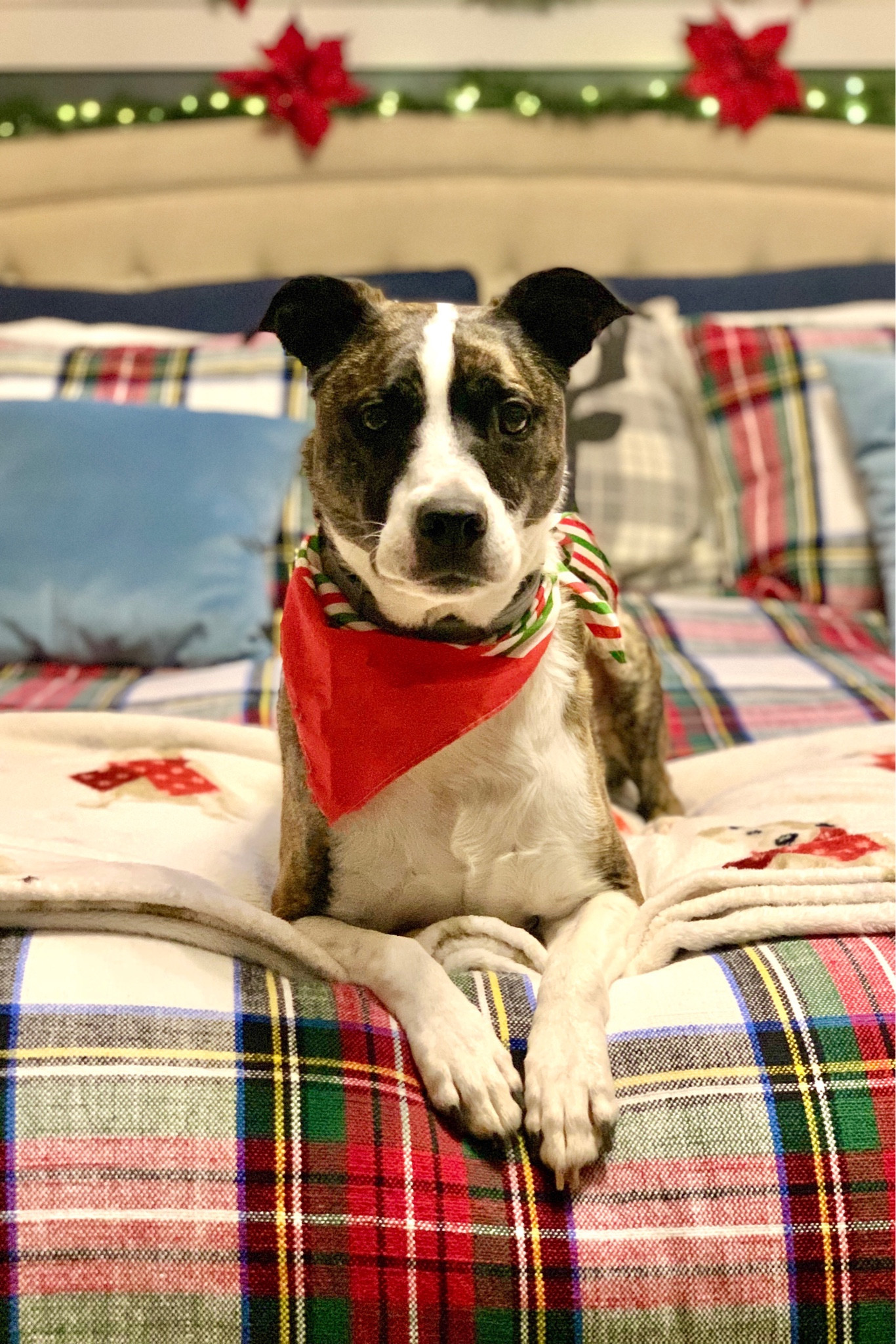 Pottery Barn bedding is up to 40% off right now!! They have the  cutest holiday sheets! 


Holiday bedding, bedding, bedding ideas, bedding set, bedroom decor, holiday decor, pottery barn, pottery barn bedroom, plaid christmas decor 

#LTKsalealert #LTKSeasonal #LTKhome