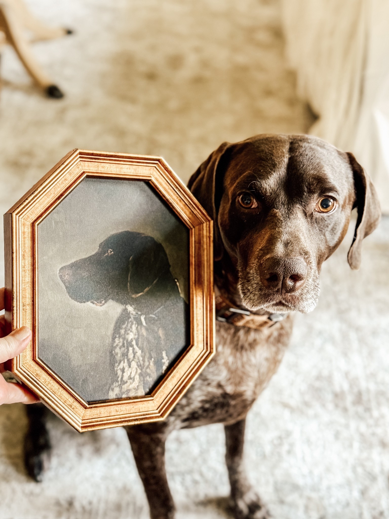 When the latest Studio McGee Collection features a pointer…you buy it! 😁🥰🐶 #gsp #germanshorthiaredpointer #stuidomcgee 

#LTKSeasonal #LTKHome