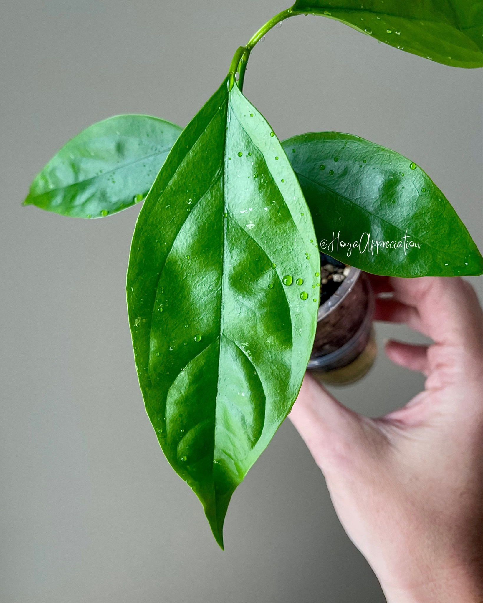 Hoya Praetorii is a new addition to my collection thanks to @its.always.hoya 

I can’t wait to see this ones’ blooms!

#ilovehoyas #hoyacollector #hoyahead #hoyaappreciation #hoyacollection #plantsmakemehappy #ihavethisthingwithplants #hoya #easilydistractedbyplants #hoyacollection 