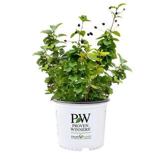 PROVEN WINNERS | The Home Depot