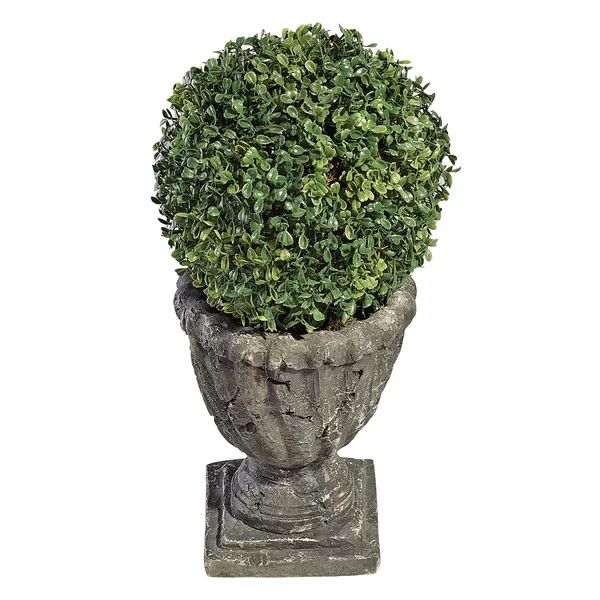 Boxwood Topiary Pot | Wayfair North America