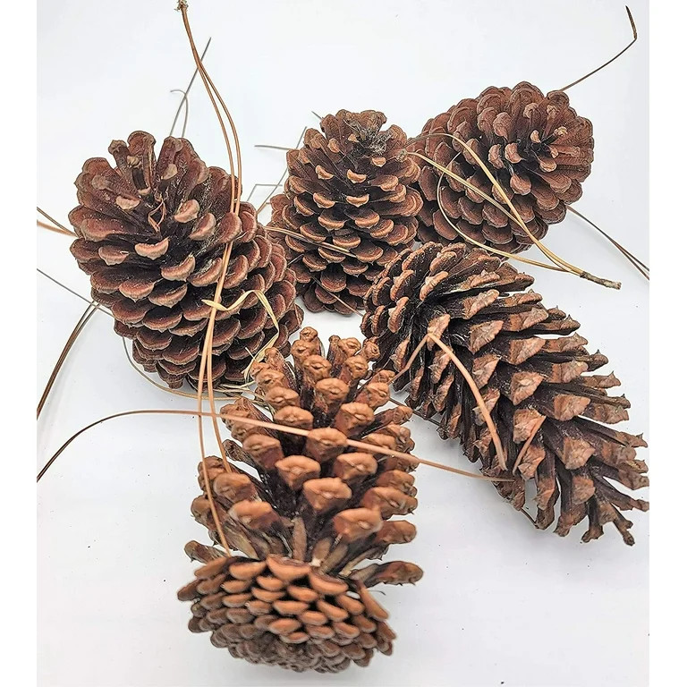 12 Pack Pine Cones 4" - 5" Real All Natural Pinecones in Bulk (Unscented) Various Size - Perfect ... | Walmart (US)