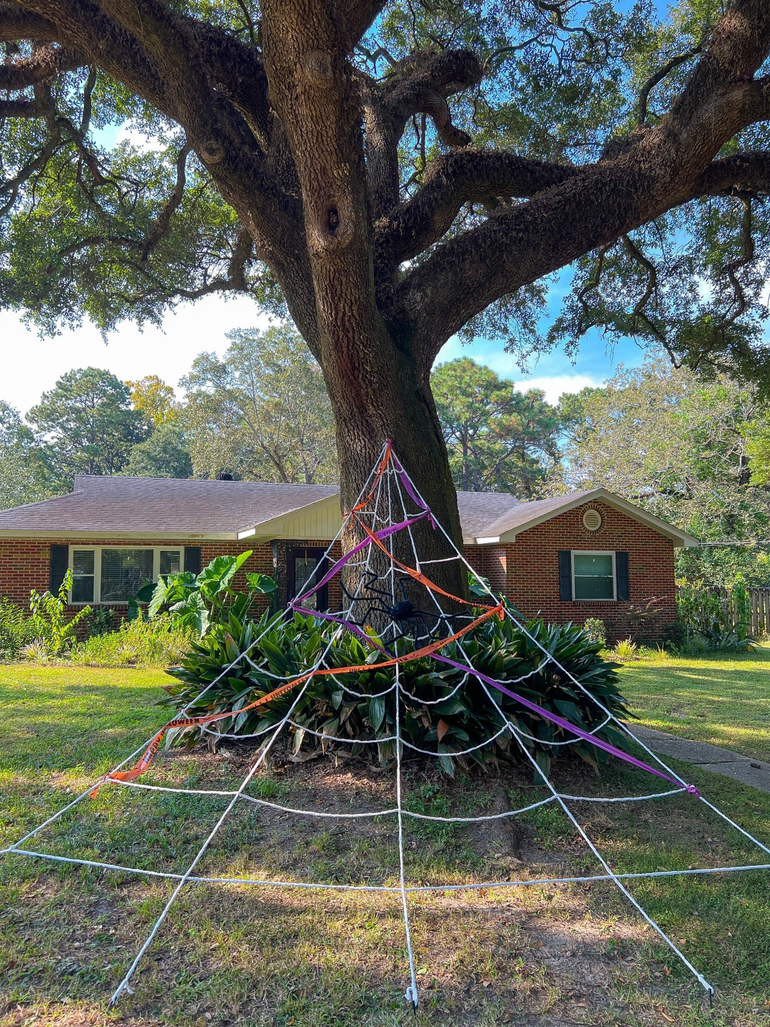🕷️✨ Spooky season is here, and nothing sets the scene like a giant pre-lit spider web paired with a fuzzy creepy crawler! Add in purple + orange Halloween caution tape, and your front yard instantly transforms into a festive (and slightly frightful) display 🎃💀
Perfect for trick-or-treat night or just adding some haunted curb appeal all October long! 👻
#LTKSeasonal #HalloweenDecor #SpookySeason #LTKHoliday #LTKFinds

#LTKHome #LTKHalloween #LTKSeasonal