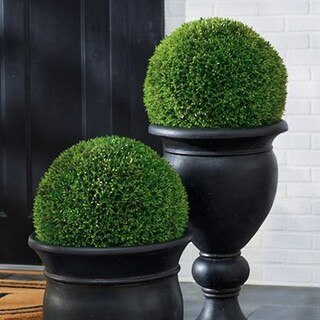 Single Podocarpus Ball | Grandin Road