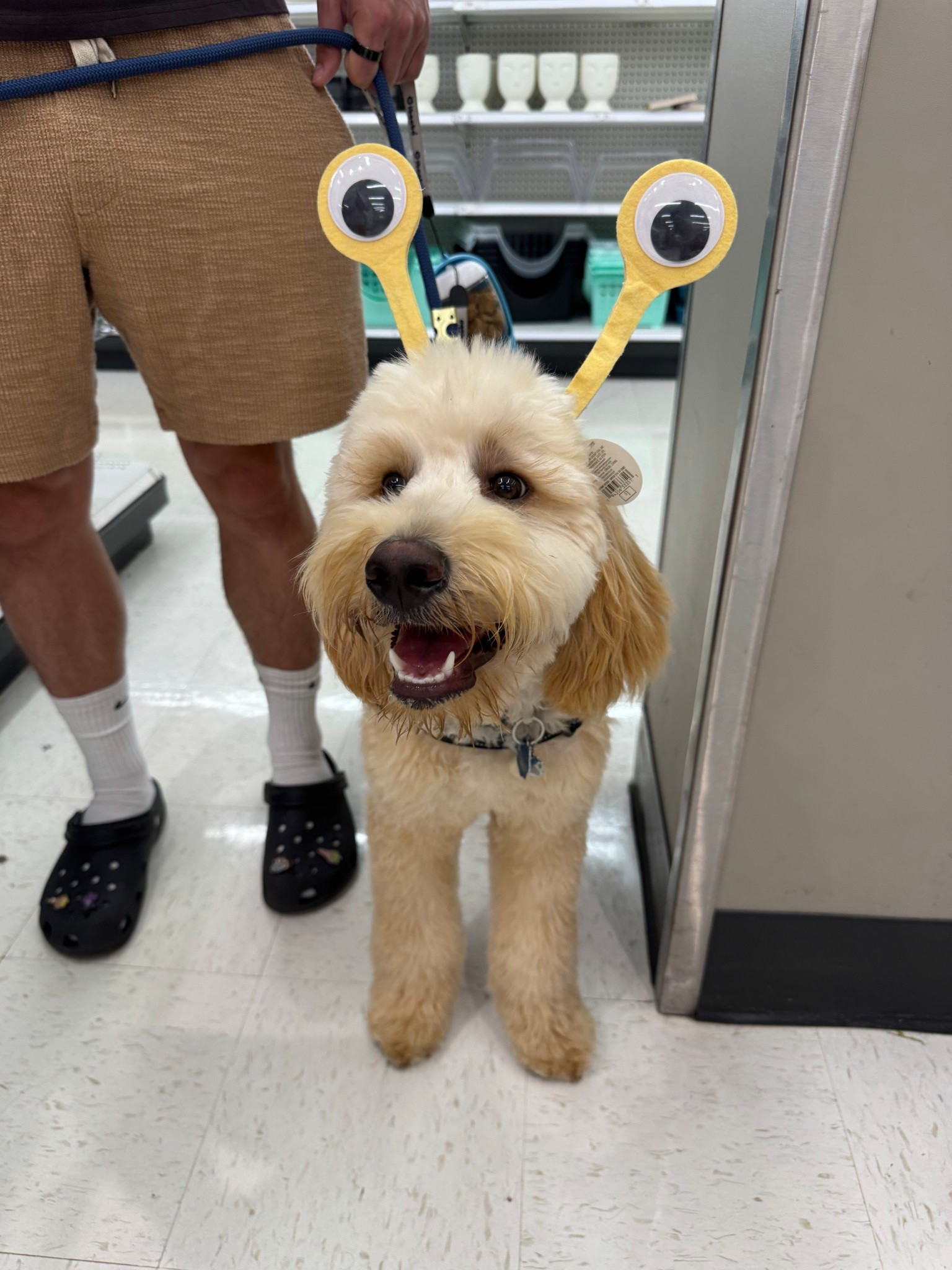 My baby boy biscuit loves a headband and target has such fun ones perfect for kids or dogs!

#LTKPets #LTKFamily #LTKKids